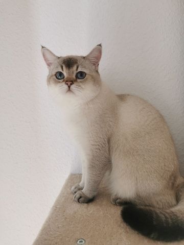BKH Leo Kater