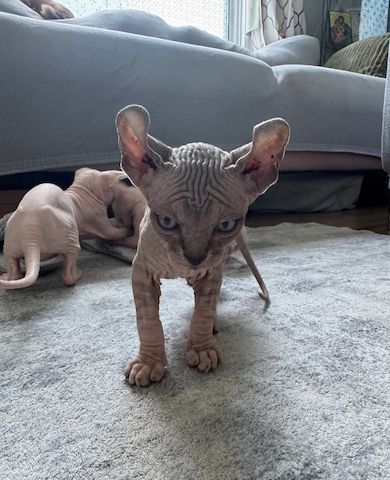 Sphynx-Kätzchen suchen ein Zuhause! ✨