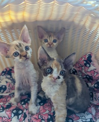 Devon Rex Kätzchen