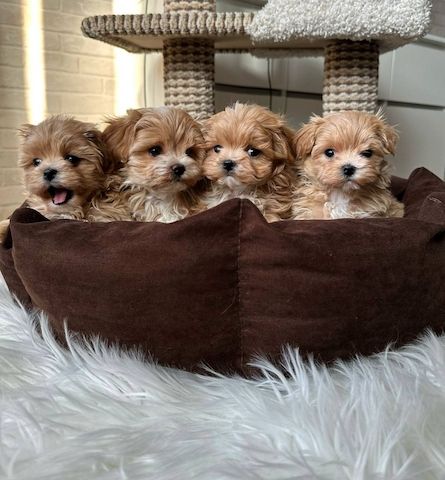 weiblicher Maltipoo-Welpe
