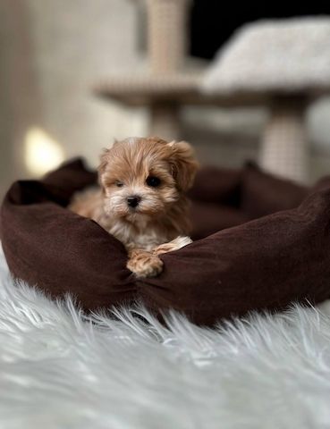 weiblicher Maltipoo-Welpe