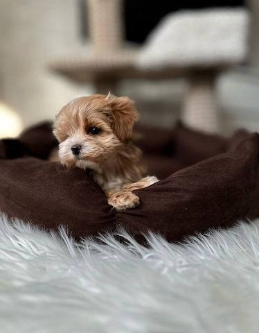 weiblicher Maltipoo-Welpe