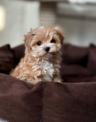 weiblicher Maltipoo-Welpe