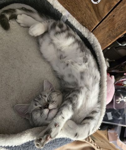 Bkh Kitten