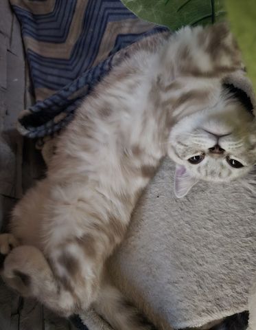 Bkh Kitten