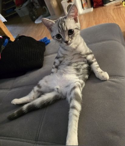 Bkh Kitten