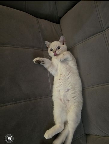 Bkh Kitten