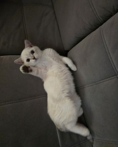 Bkh Kitten