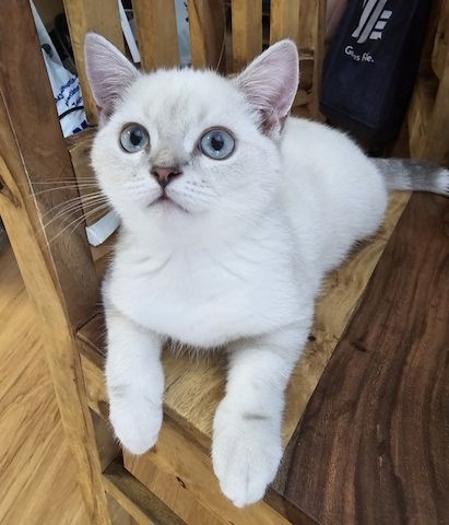 Bkh Kitten