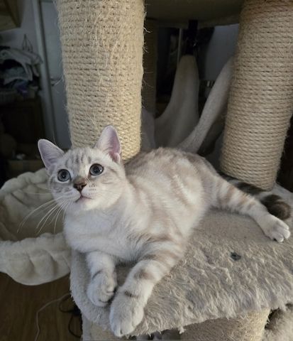 Bkh Kitten