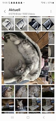 Bkh Kitten