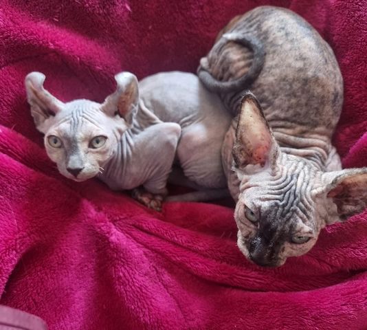 wir haben wunderschöne Sphynx-Kätzchen