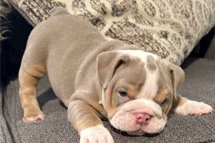 Enhliche bulldogge