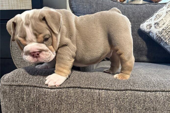 Enhliche bulldogge