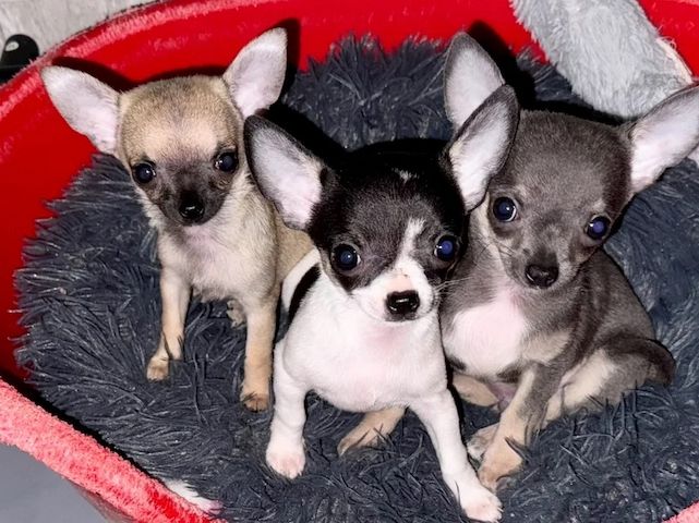 KC-registrierte Chihuahua-Welpen