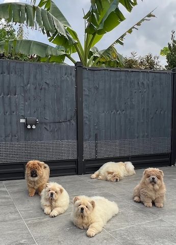 Nur noch 2 weibliche Chow-Chow-Welpen verfügbar.