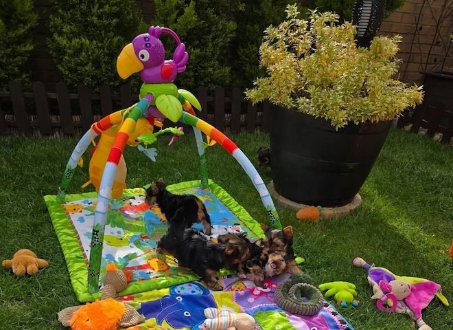 Miniatur-Yorkshire-Terrier-Welpen