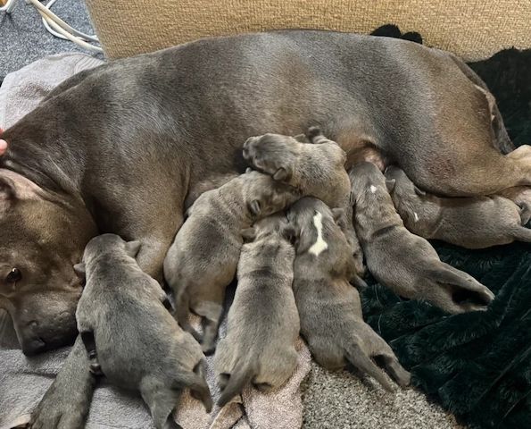 Atemberaubende KC Blue Staffordshire Bull Terrier Welpen