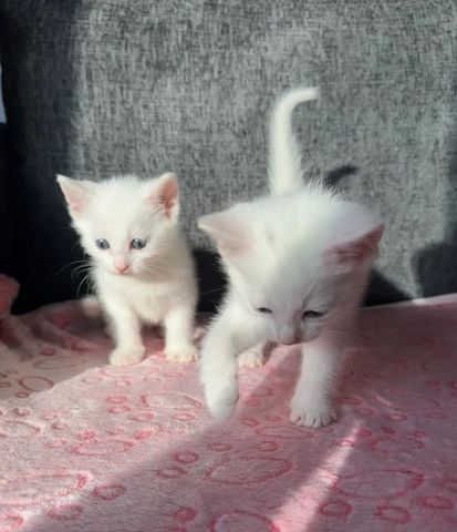 Entzückende Türkisch Angora Schneezwillinge – Abholbereit! DRINGEND 🩵