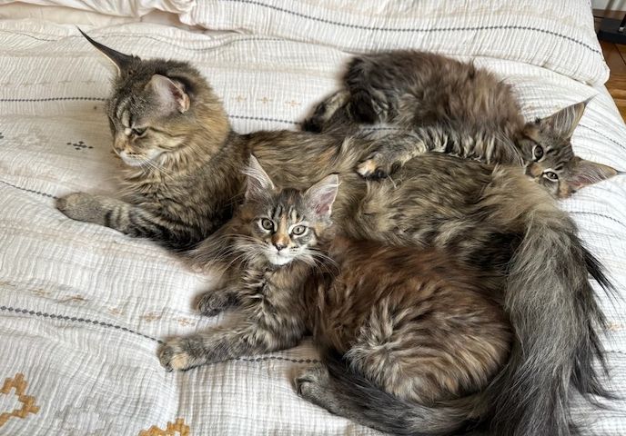 Stammbaum Maine Coon Kätzchen