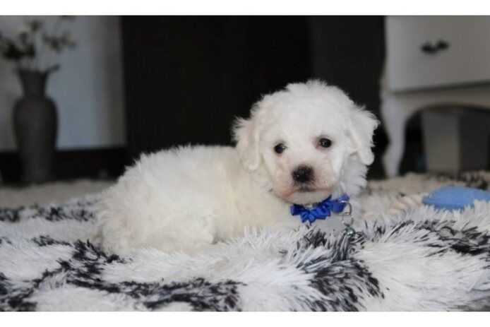 Bichon frisé