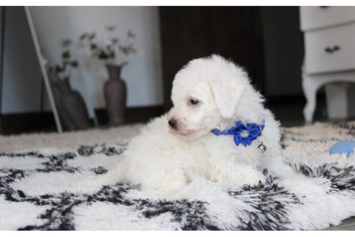 Bichon frisé