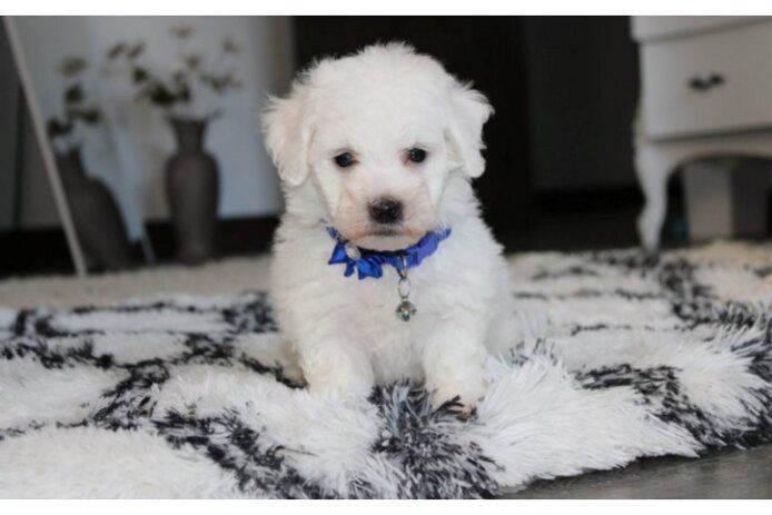 Bichon frisé
