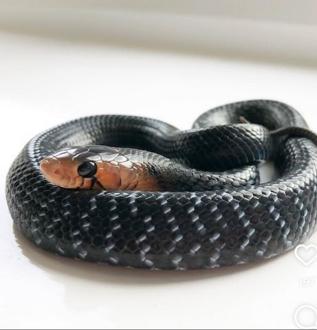 Östliche Indigonatter (Drymarchon couperi) zu verkaufen