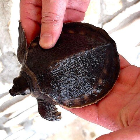Papua-Weichschildkröte zu verkaufen