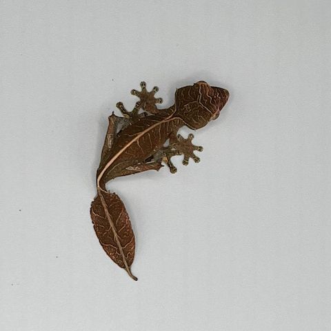 Uroplatus Phantasticus zu verkaufen