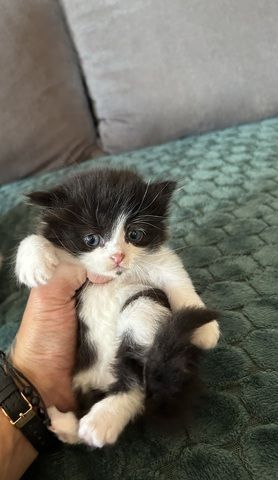 Kitten Verkaufen