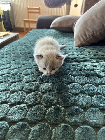 Kitten Verkaufen