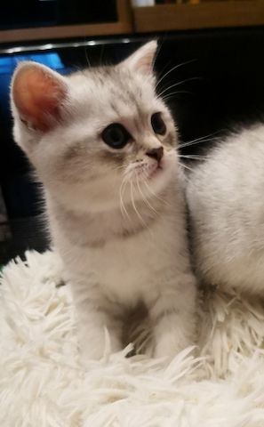 BKH / mix Kitten