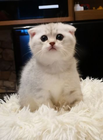 BKH / mix Kitten