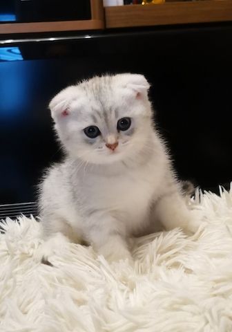 BKH / mix Kitten