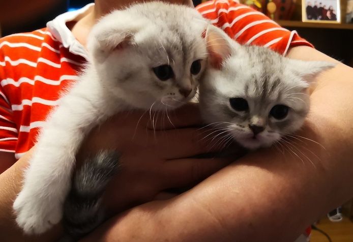 BKH / mix Kitten