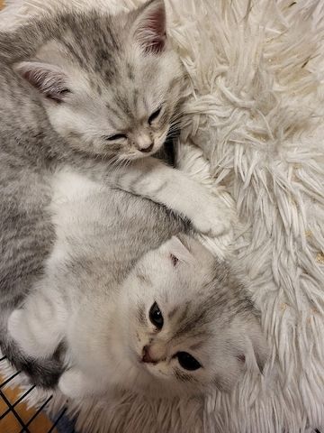 BKH / mix Kitten