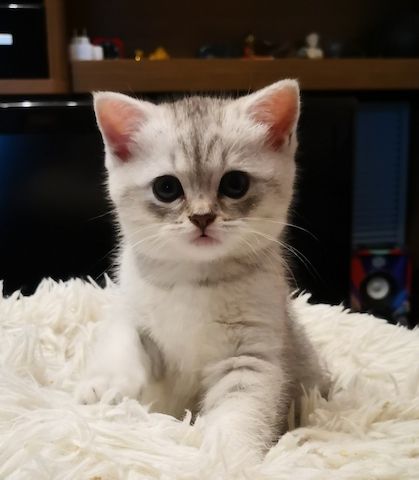 BKH / mix Kitten