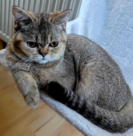 Zuckersüßer Katerchen