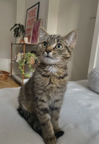 EKH Mix Kitten abzugeben