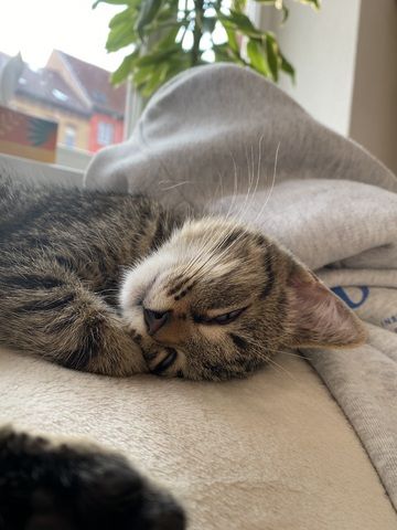 EKH Mix Kitten abzugeben
