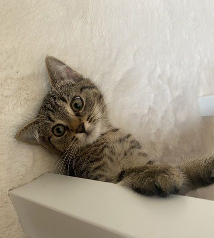 EKH Mix Kitten abzugeben