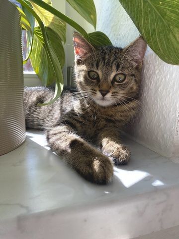 EKH Mix Kitten abzugeben