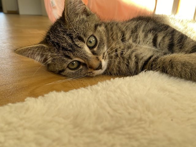EKH Mix Kitten abzugeben