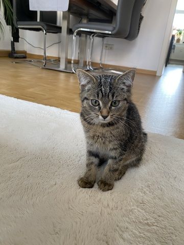 EKH Mix Kitten abzugeben