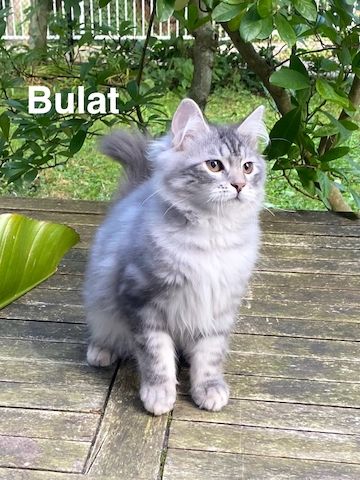 Reinrassige Sibirische-Waldkatzen-Kitten mit Stammbaum