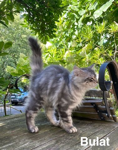 Reinrassige Sibirische-Waldkatzen-Kitten mit Stammbaum