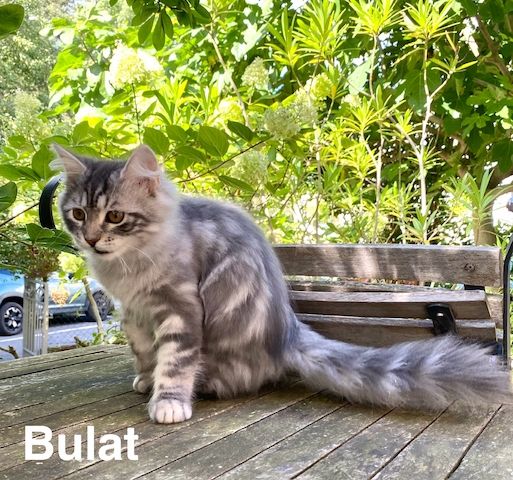 Reinrassige Sibirische-Waldkatzen-Kitten mit Stammbaum