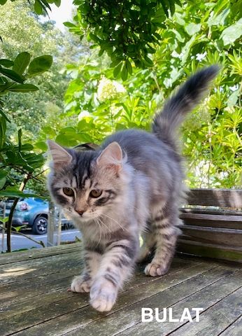 Reinrassige Sibirische-Waldkatzen-Kitten mit Stammbaum