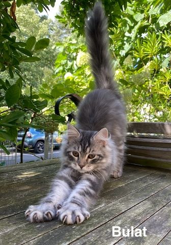 Reinrassige Sibirische-Waldkatzen-Kitten mit Stammbaum